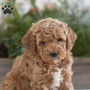 Cinnamon, Mini Labradoodle Puppy